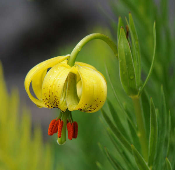 Lilium pyrenaicum North American Rock Garden Society